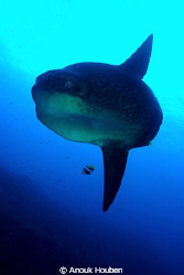 My first mola mola encounter.
 by Anouk Houben 